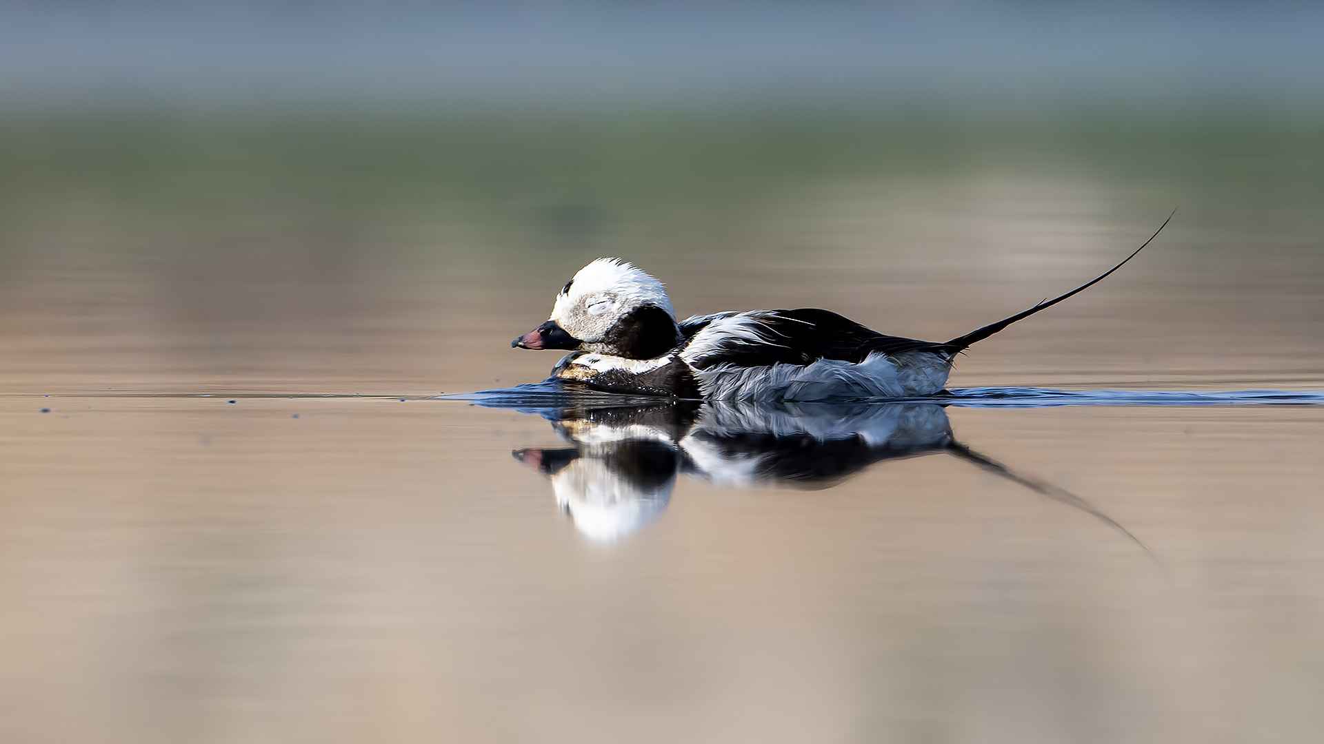 Long-tailed Duck